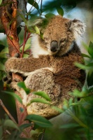 Koala - Phascolarctos cinereus o3355